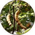Tamarind